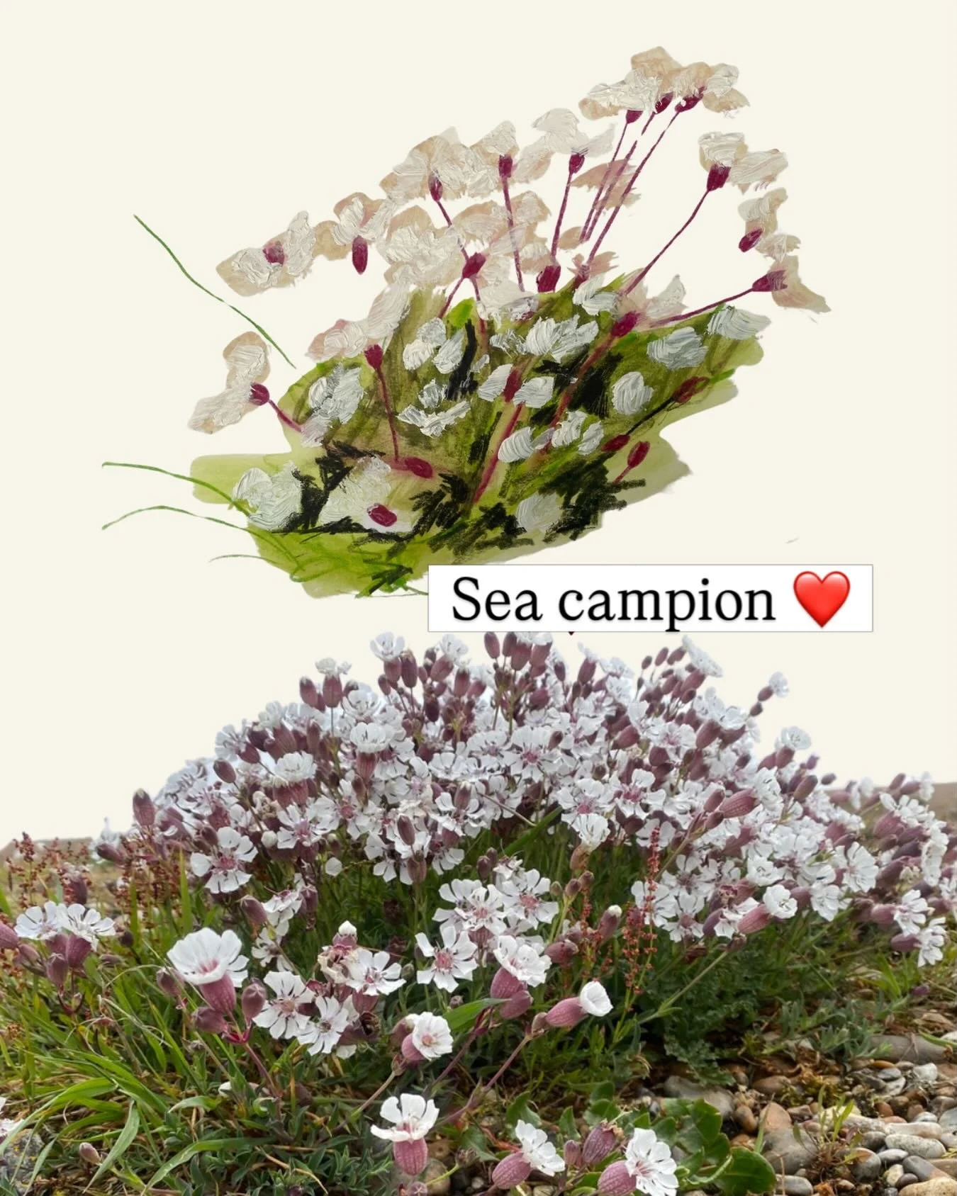 SEA CAMPION!!!!!

Thank you beautiful Gardening community of Instagram.  I asked and you answered, then I got it wrong and you corrected me,  I&rsquo;m so grateful and happy to be on the learning steps of all things flowers and flora x 

(this mornin