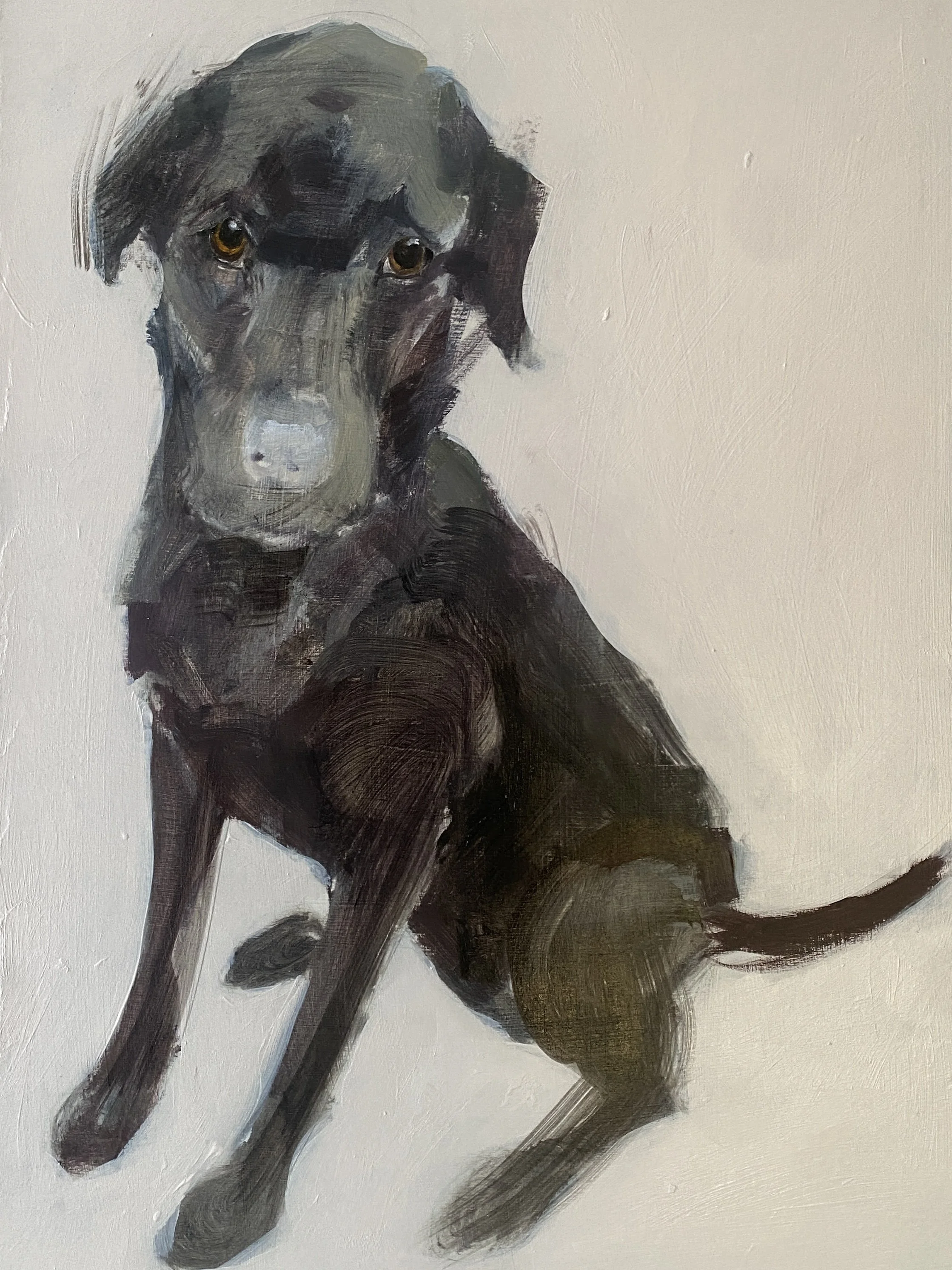 Black Labrador.JPG