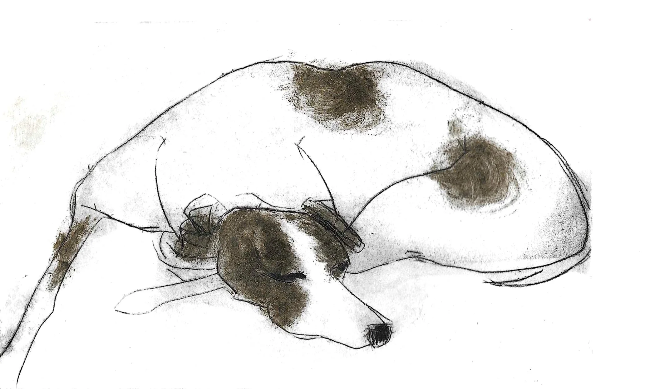 Snoozing Dog_ Drypoint Print by Samantha Barnes.jpg
