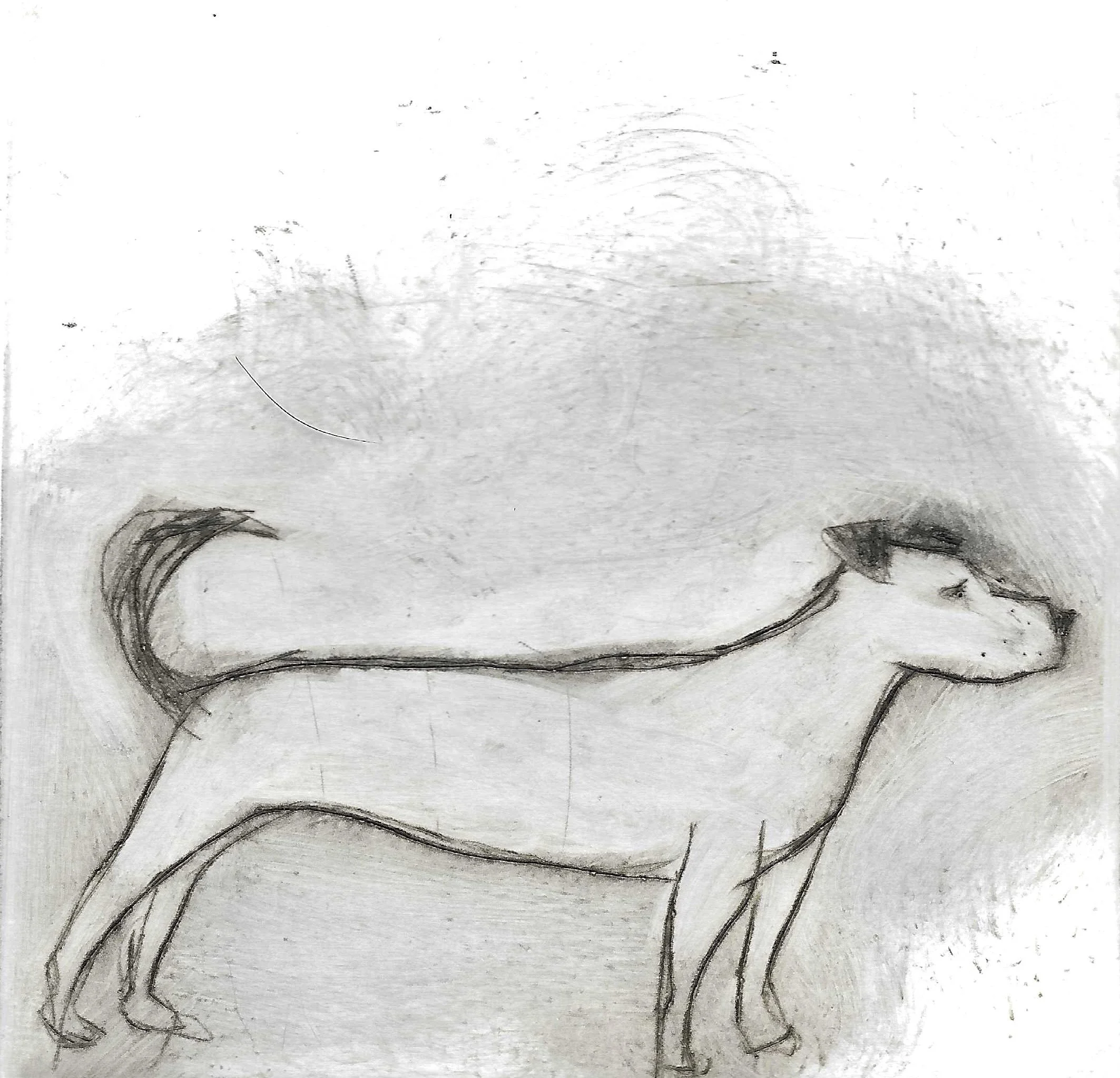 Drypoint Scans of Dogs and Bunnies_1.jpg