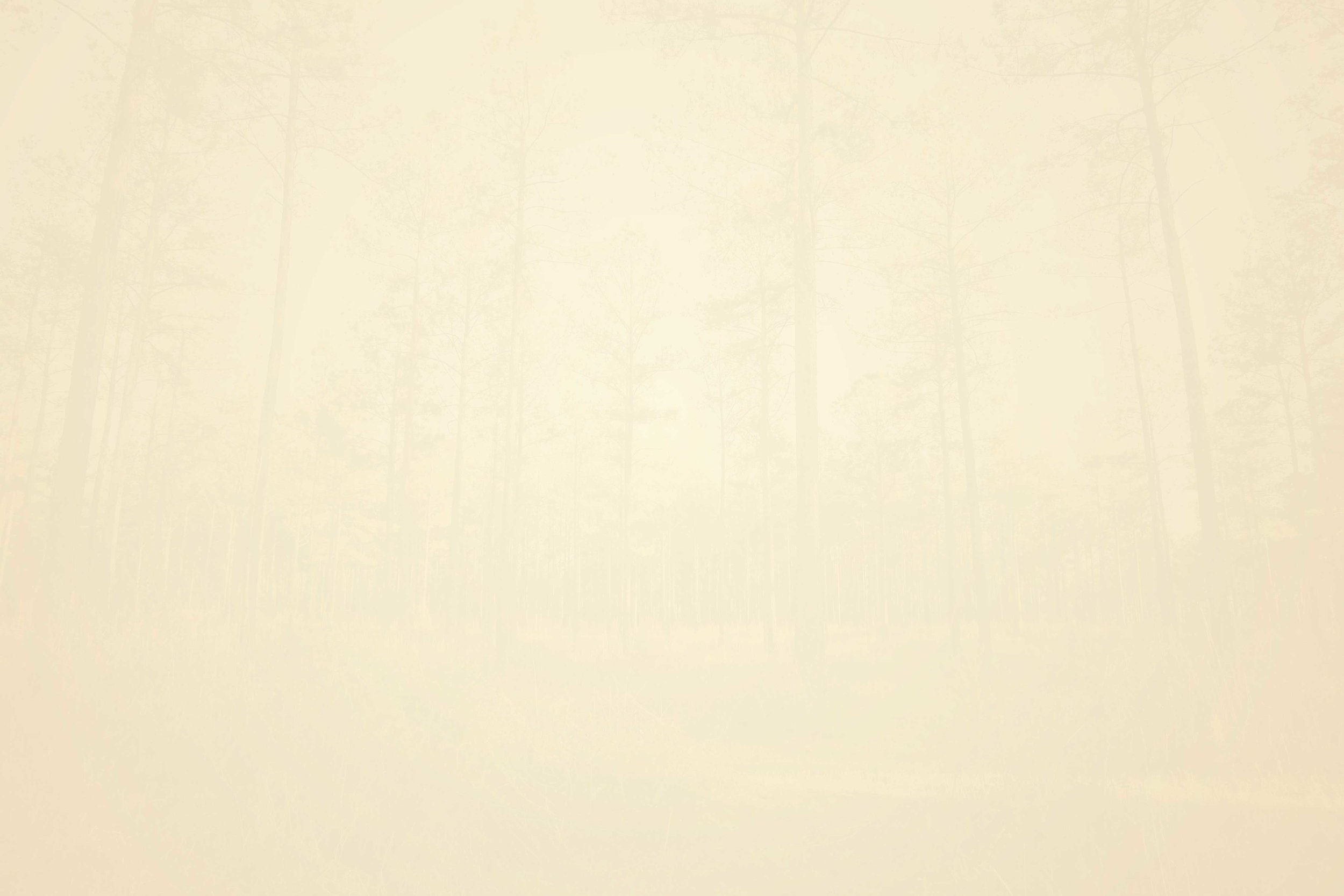 WoodsBackground.jpg
