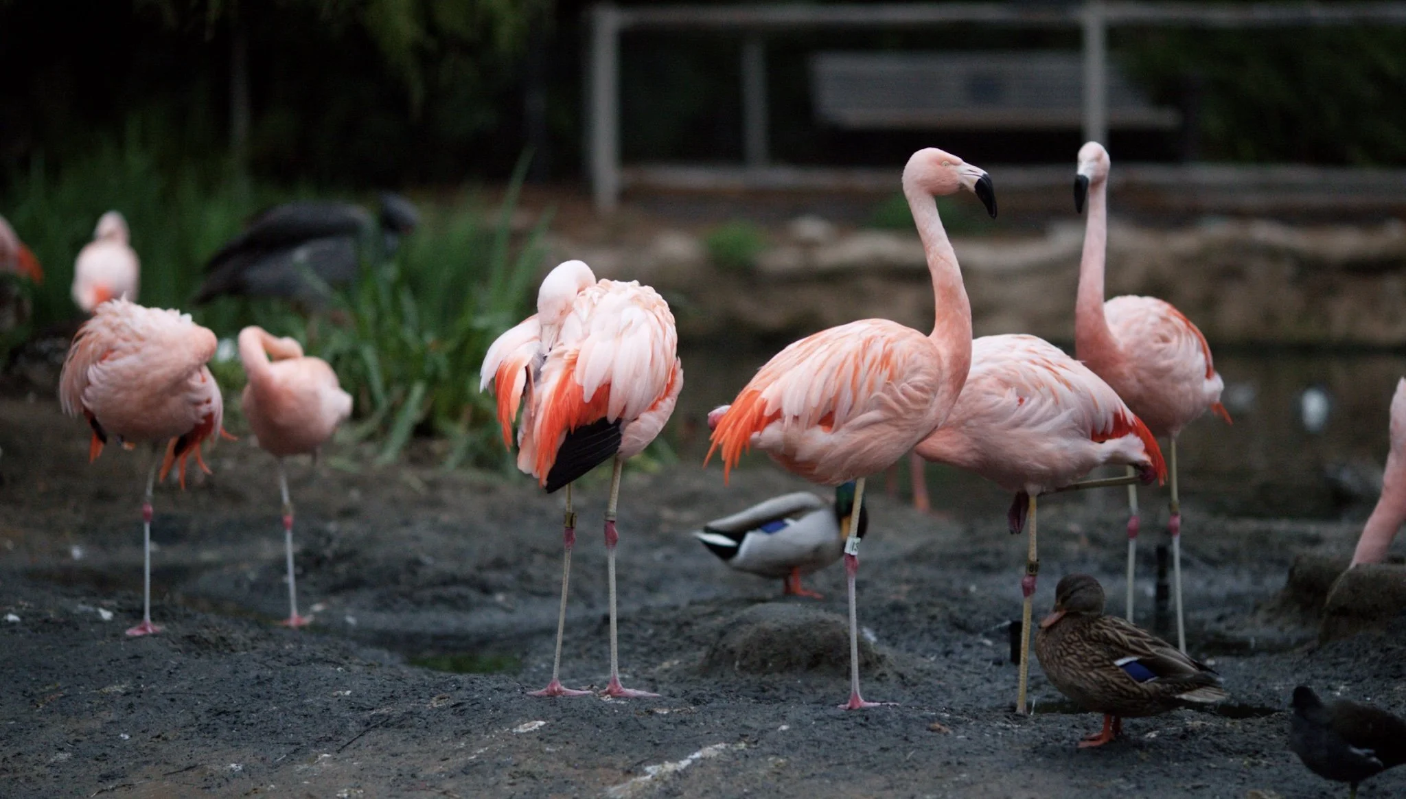 Learn these 3 Tips from 🔥 FLAME COLORED Birds about your Business