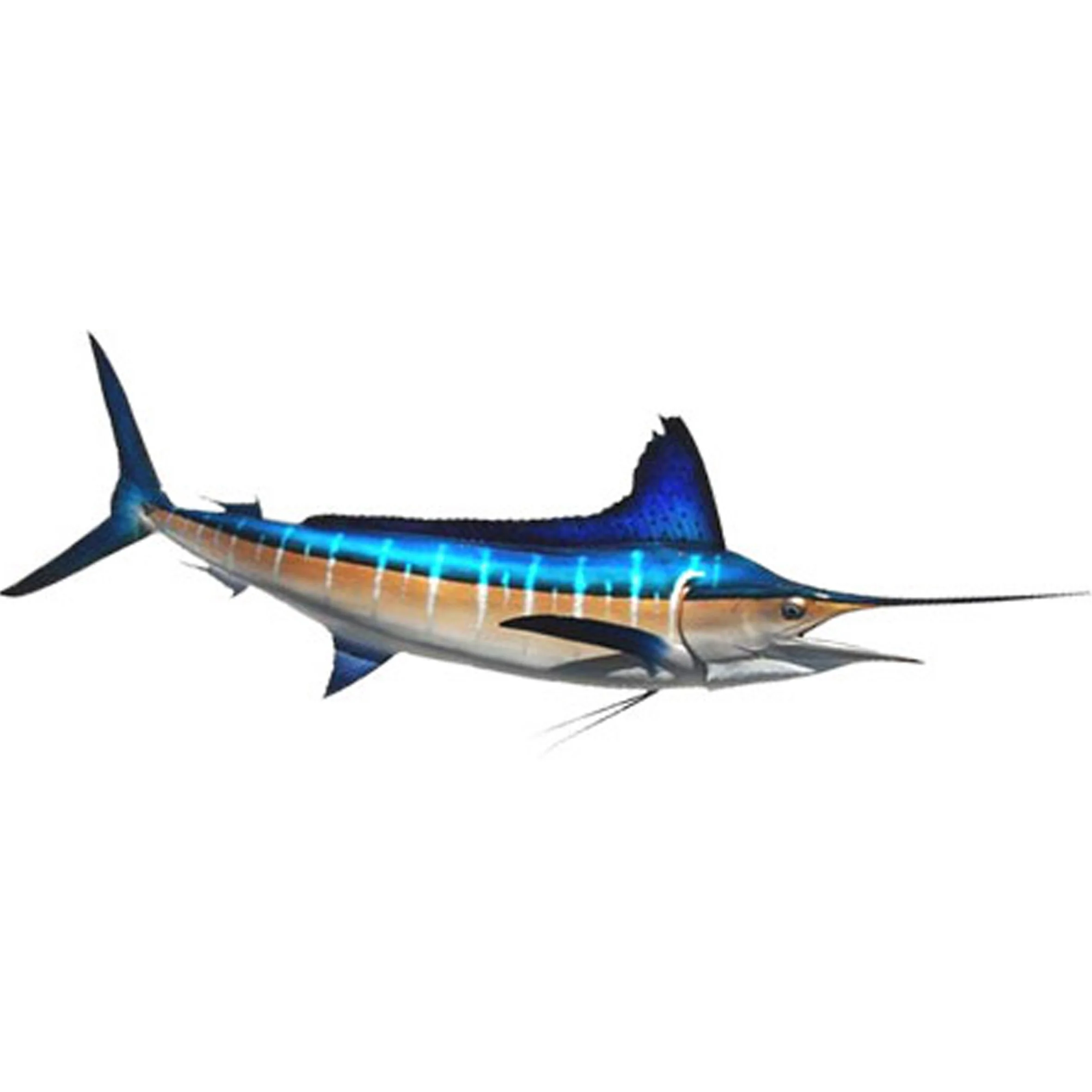 Blue Marlin (Akura) One of the ocean's top predators, preying on tuna and other smaller fish. Smaller ones are around 80kg but the largest one caught by line around Rarotonga was by Akura and weighed 380kg! 