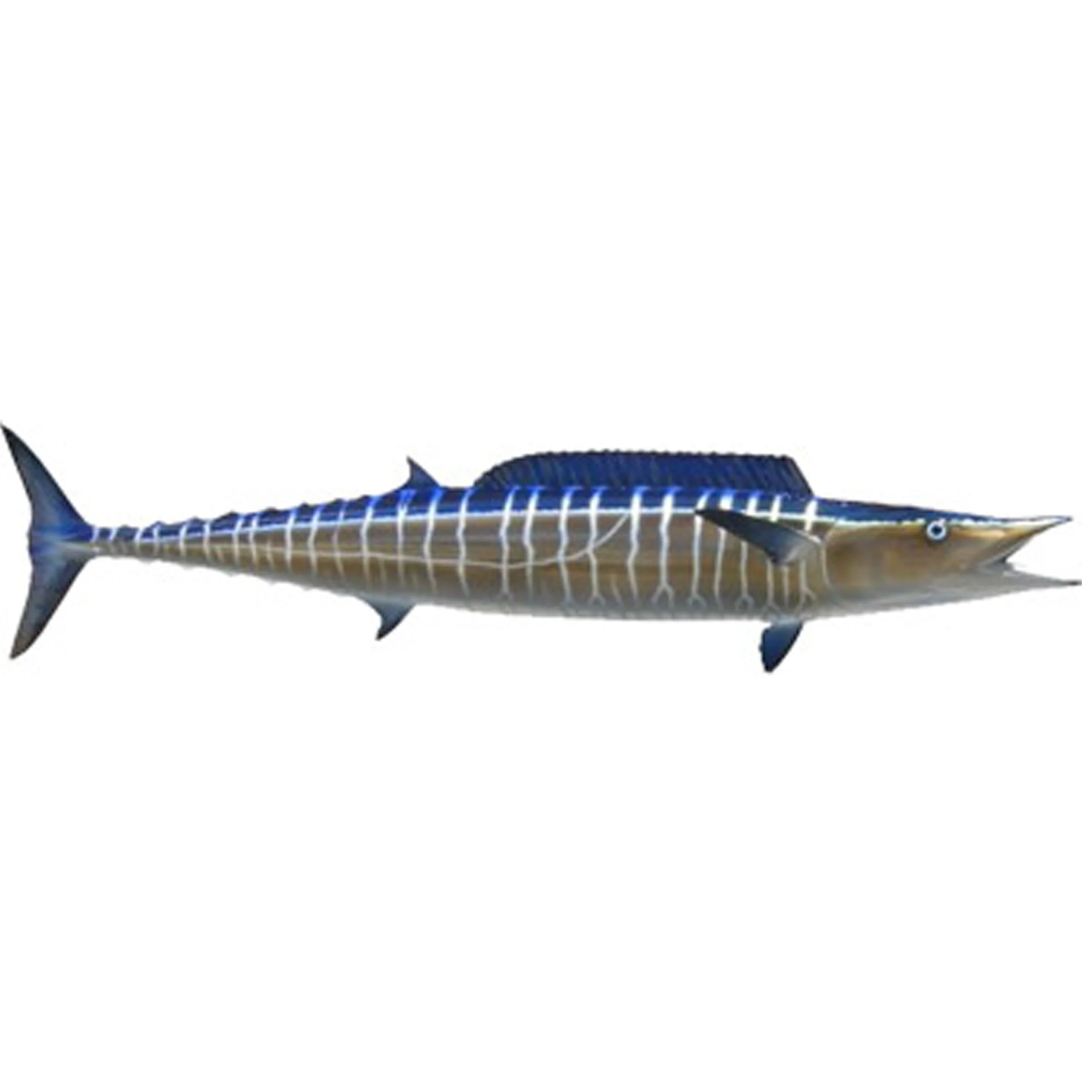 Wahoo (Pa'ara) The fastest accelerating fish in the ocean, the reel screams when a wahoo hits the lure. Good eating and more common during the winter months around Rarotonga. Smaller one are under 10kg but monsters getting close to 50kg are caught occasionally.