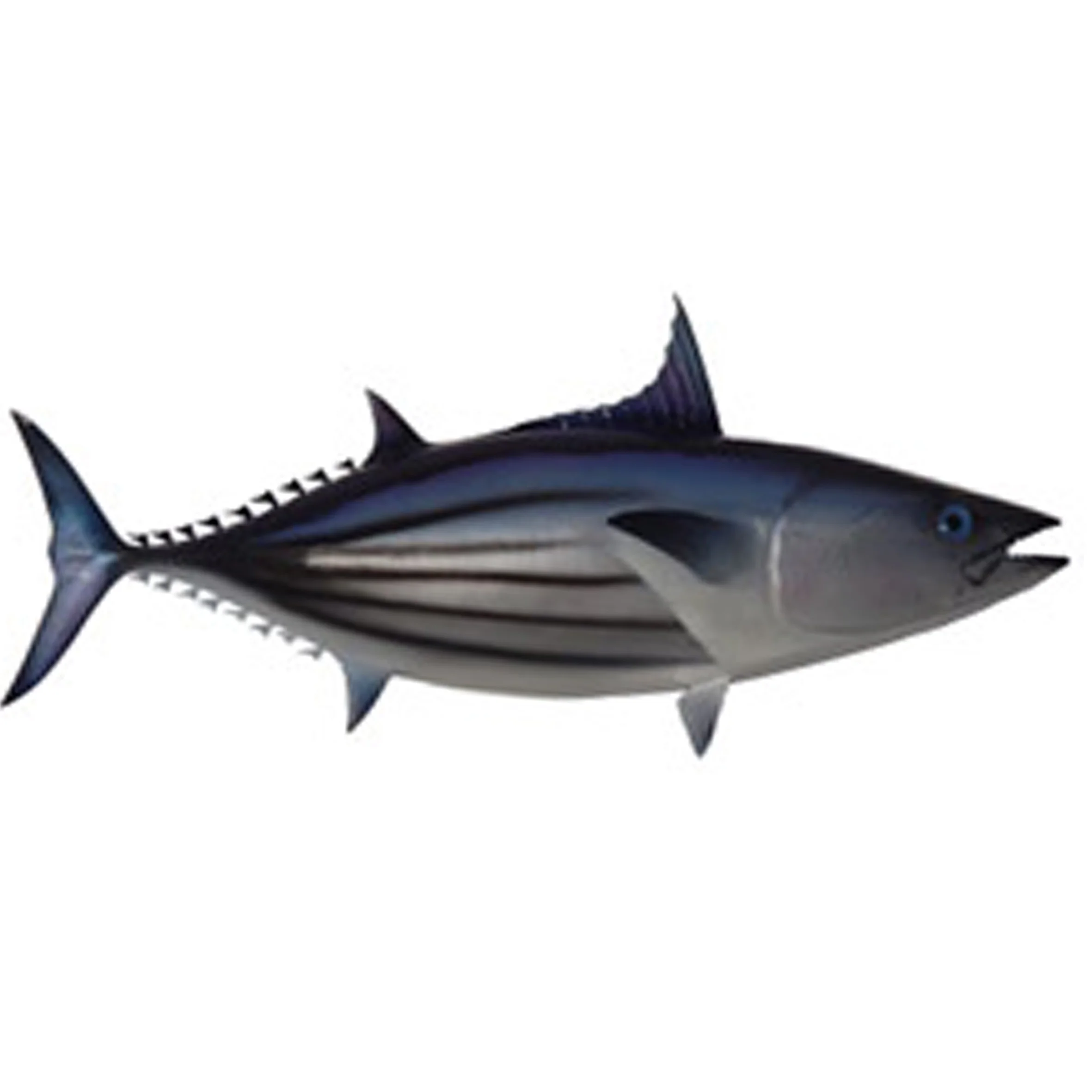 Skipjack Tuna (Au'opo) Generally smaller than the Yellowfin, school visit Rarotonga more often during the summer months. 