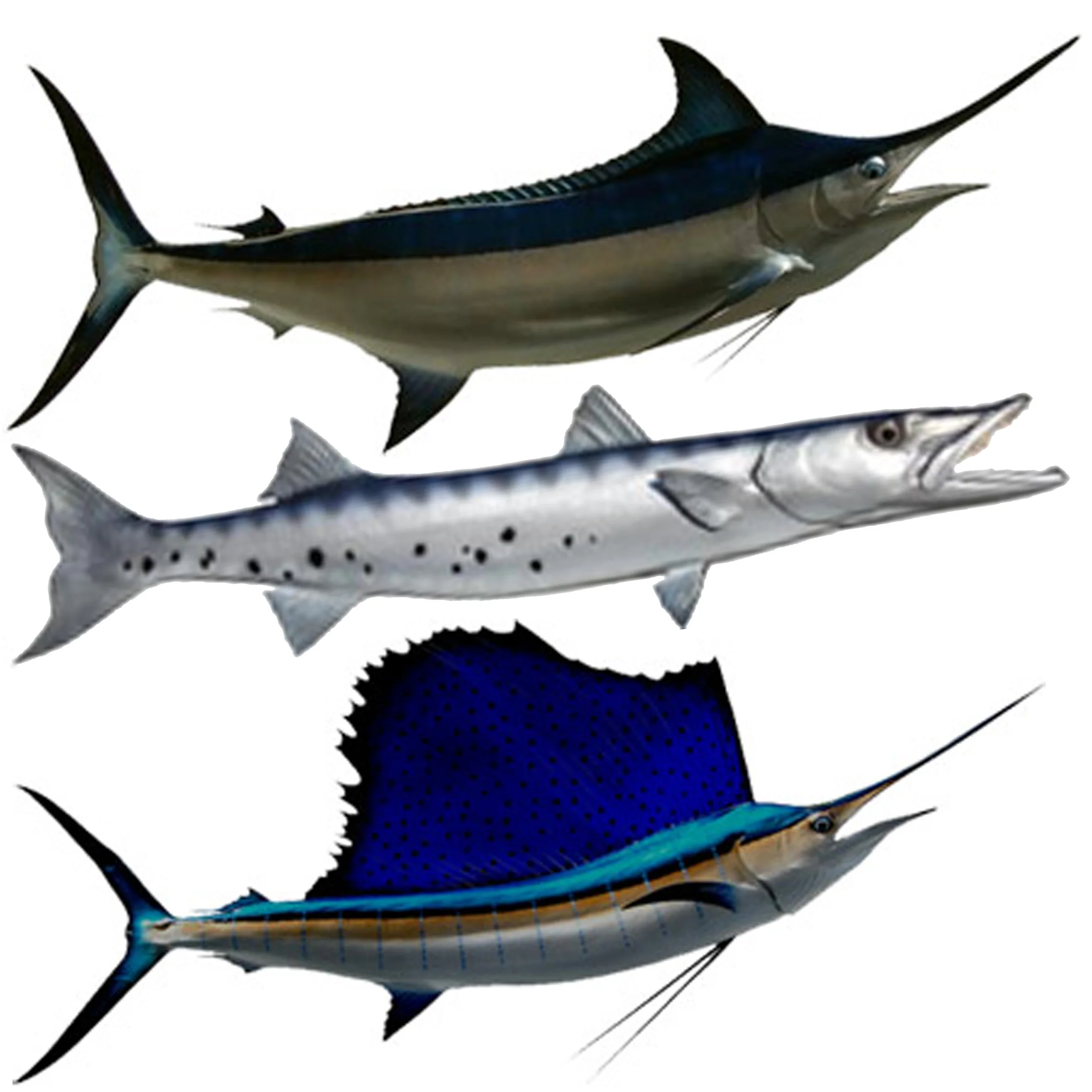 Other Species Black Marlin, Barracuda and Sailfish are also taken from time to time. Black Marlin and Sailfish are rare, Barracuda much more common but not targeted.