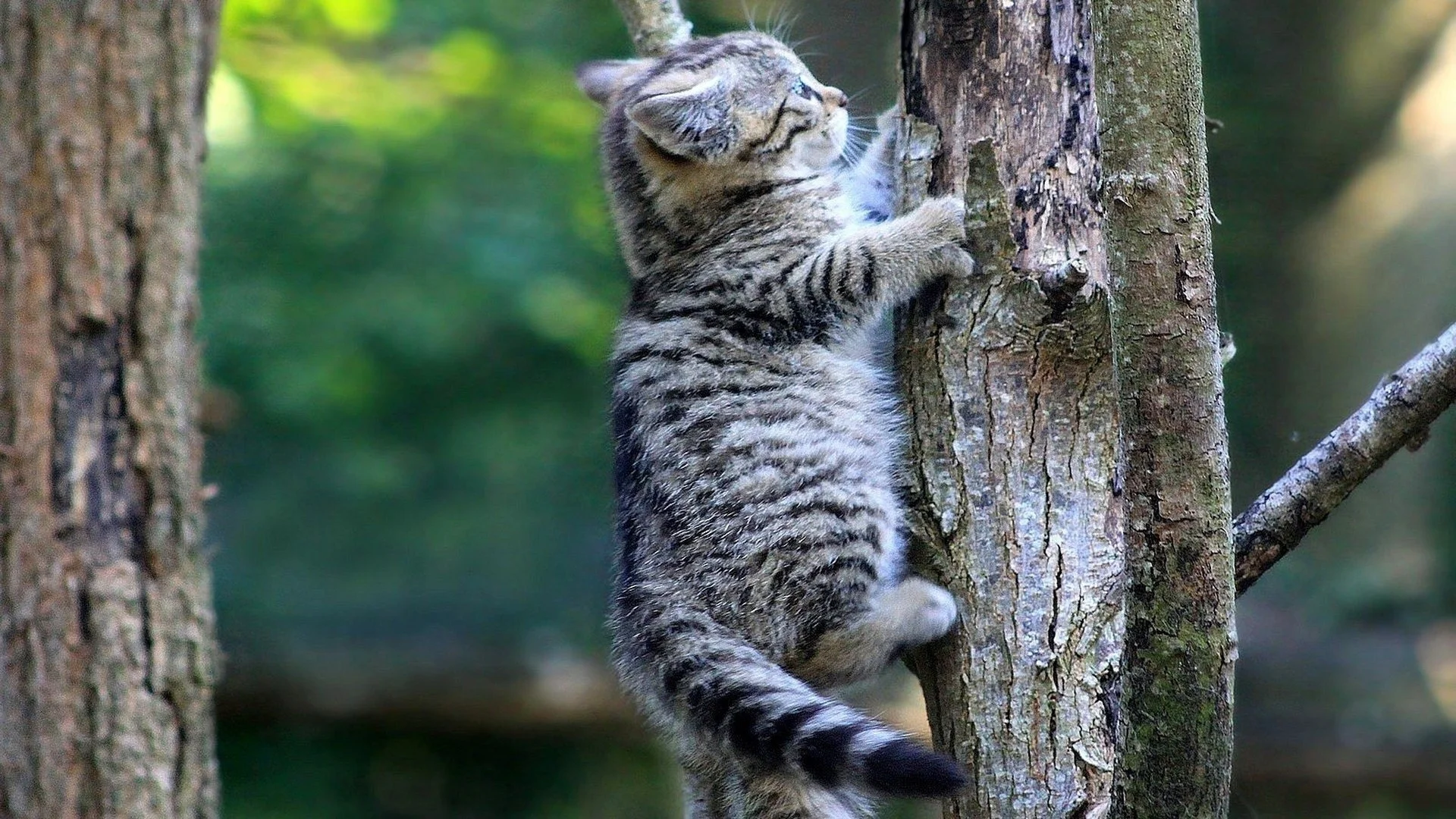 kitten climbing tree