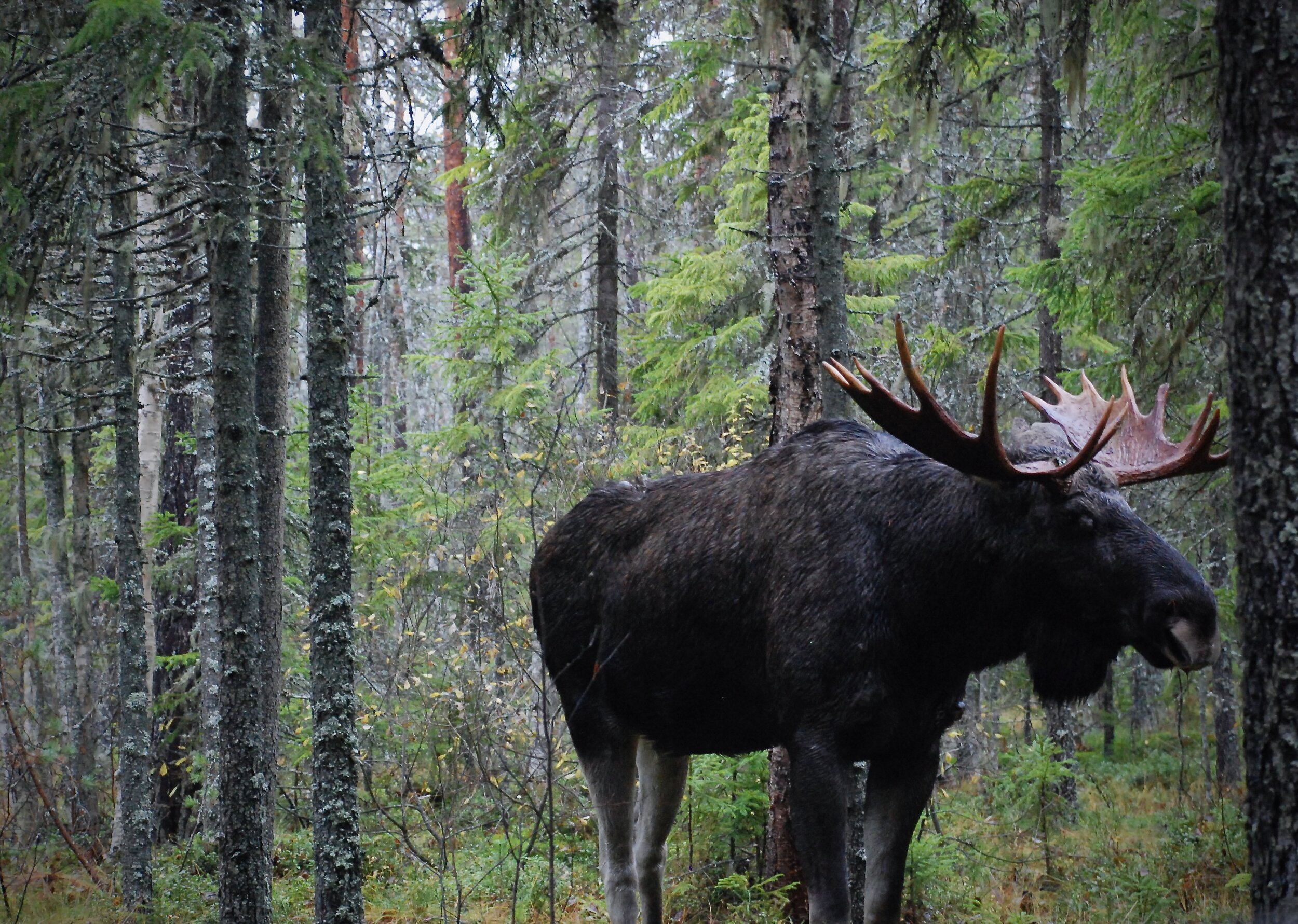 Moose In Boreal Forest, Sweden.jpg