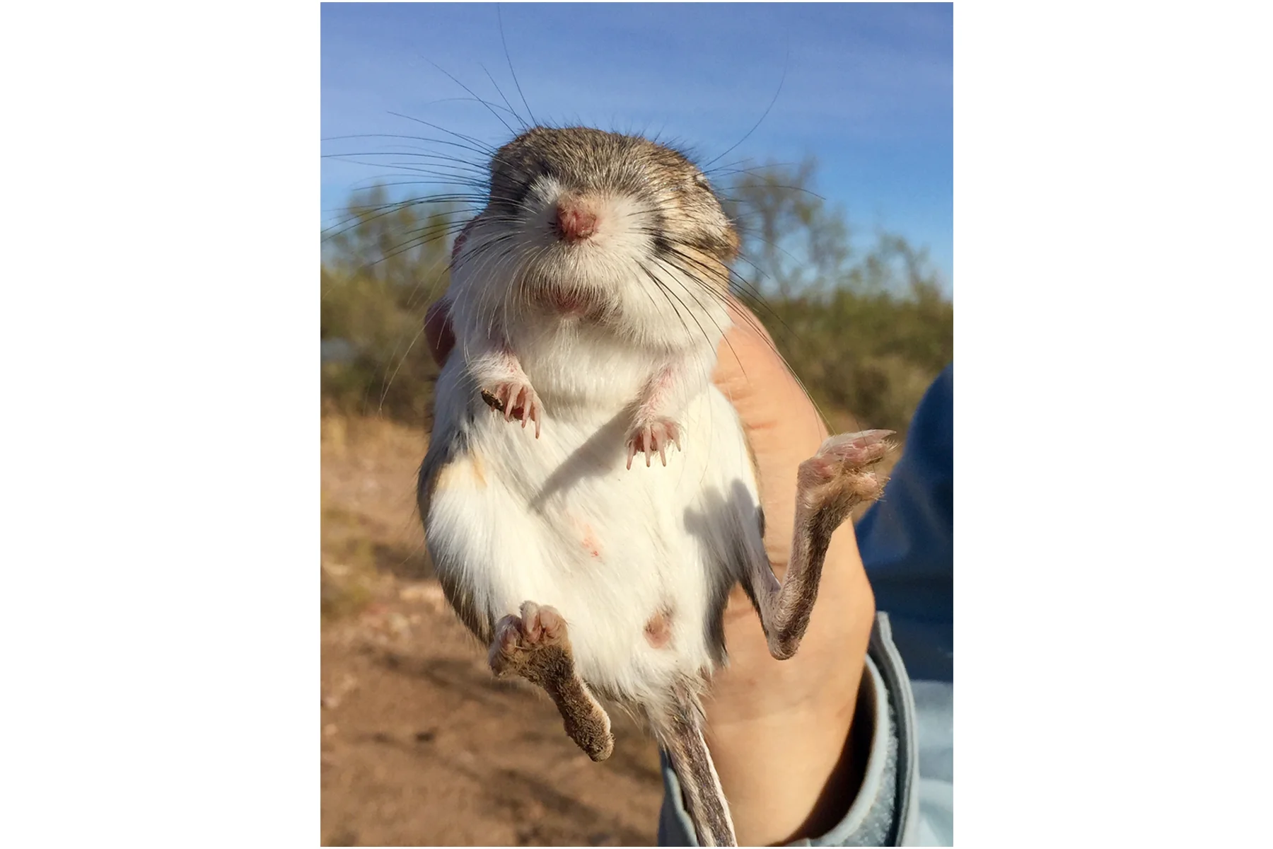 Barb the Banner-tail Kangaroo Rat