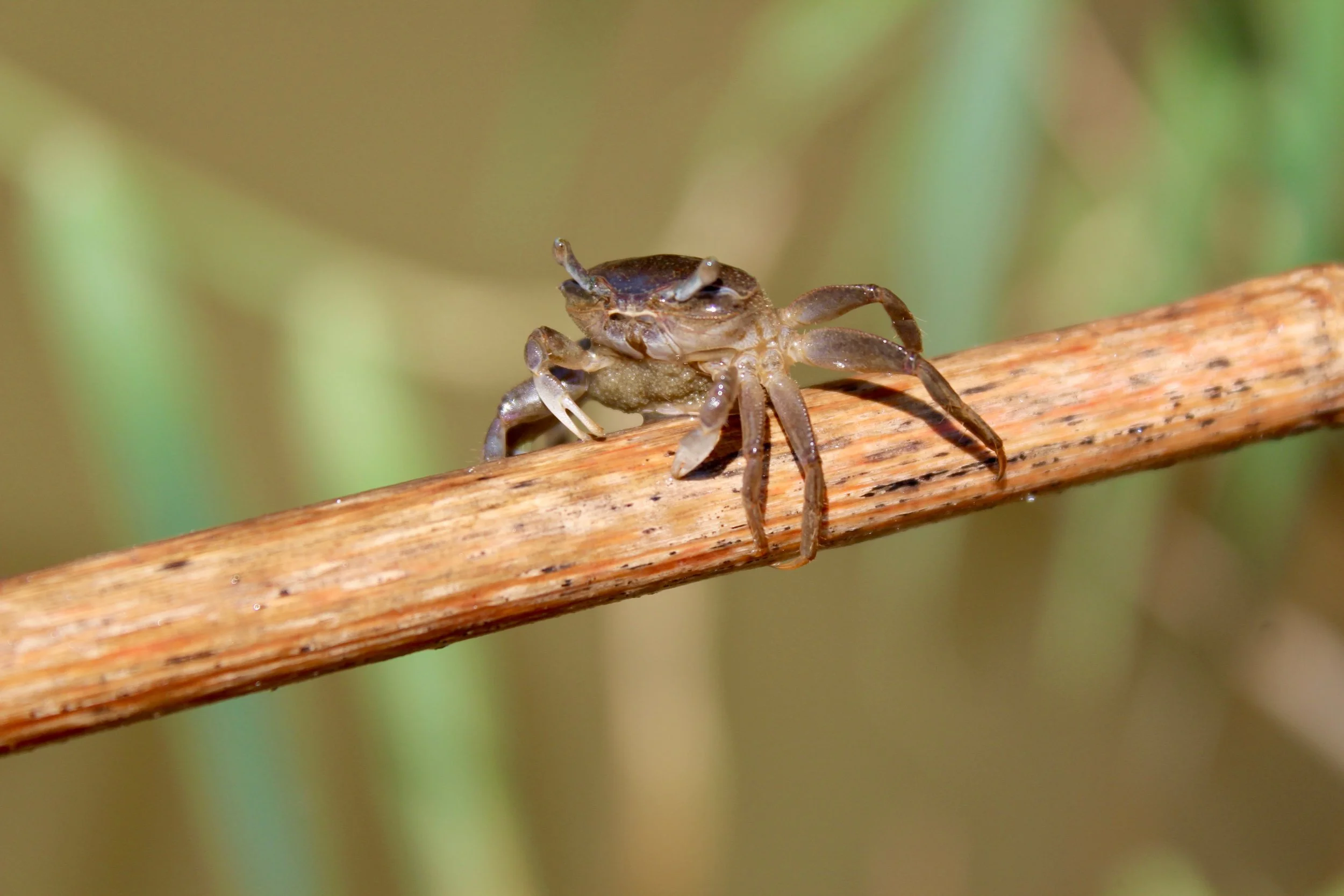 Fiddler on a reed