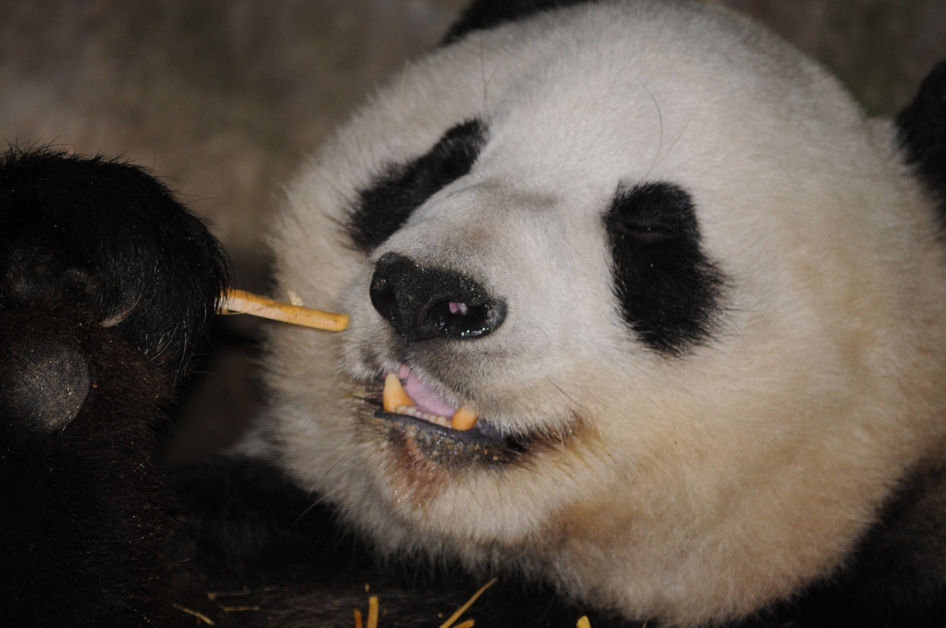 panda-bear-enjoying-bamboo.jpg