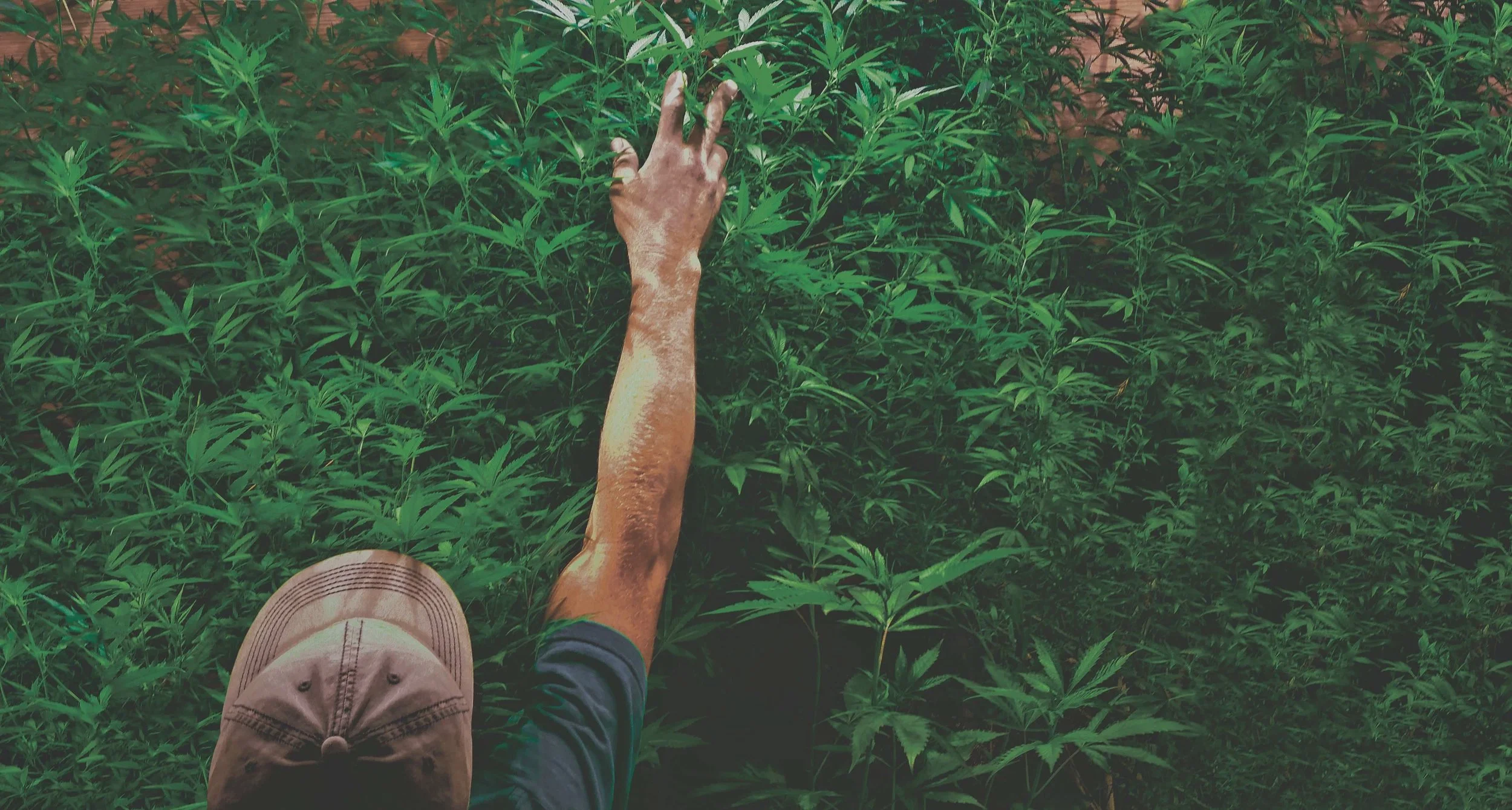 CBD Farmer_Edited_CMYK.jpg