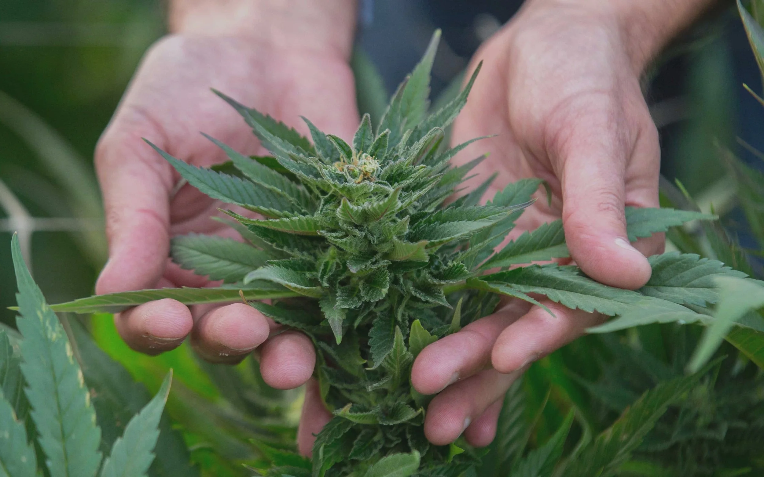 Hands and Plants 4.jpg