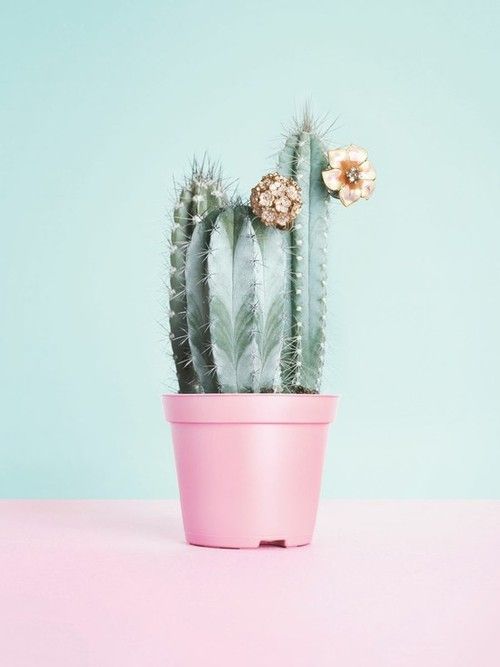 cactus.jpg