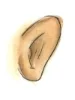 ear.jpg