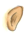 ear.jpg
