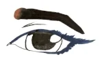 whiteeye.jpg