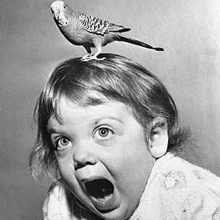 Bird-on-Head.jpg