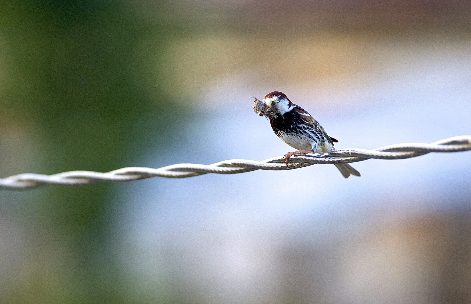 Moineau espagnol (Passer hispaniolensis)