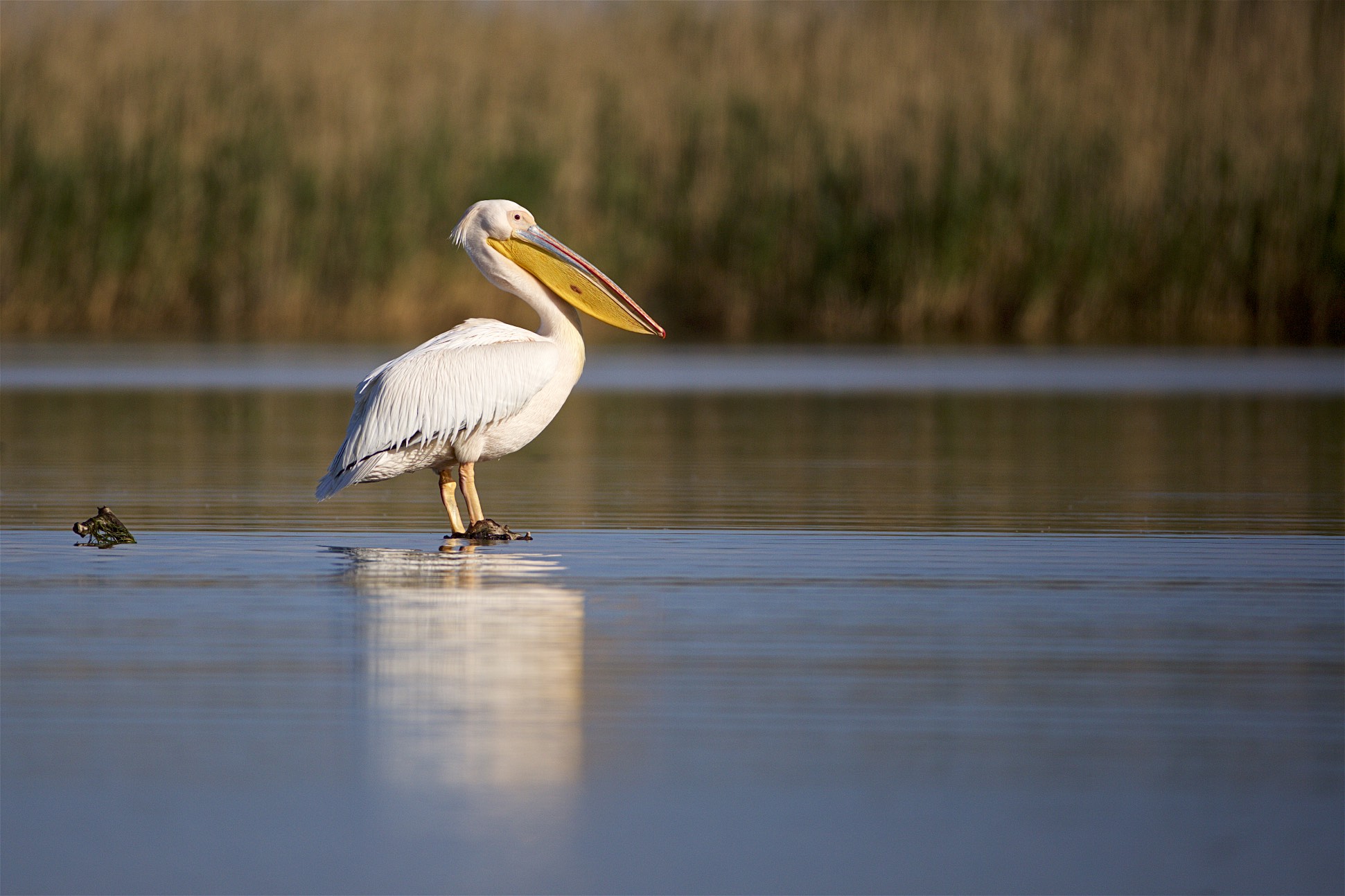  Pélican blanc (Pelecanus onocrotalus) 