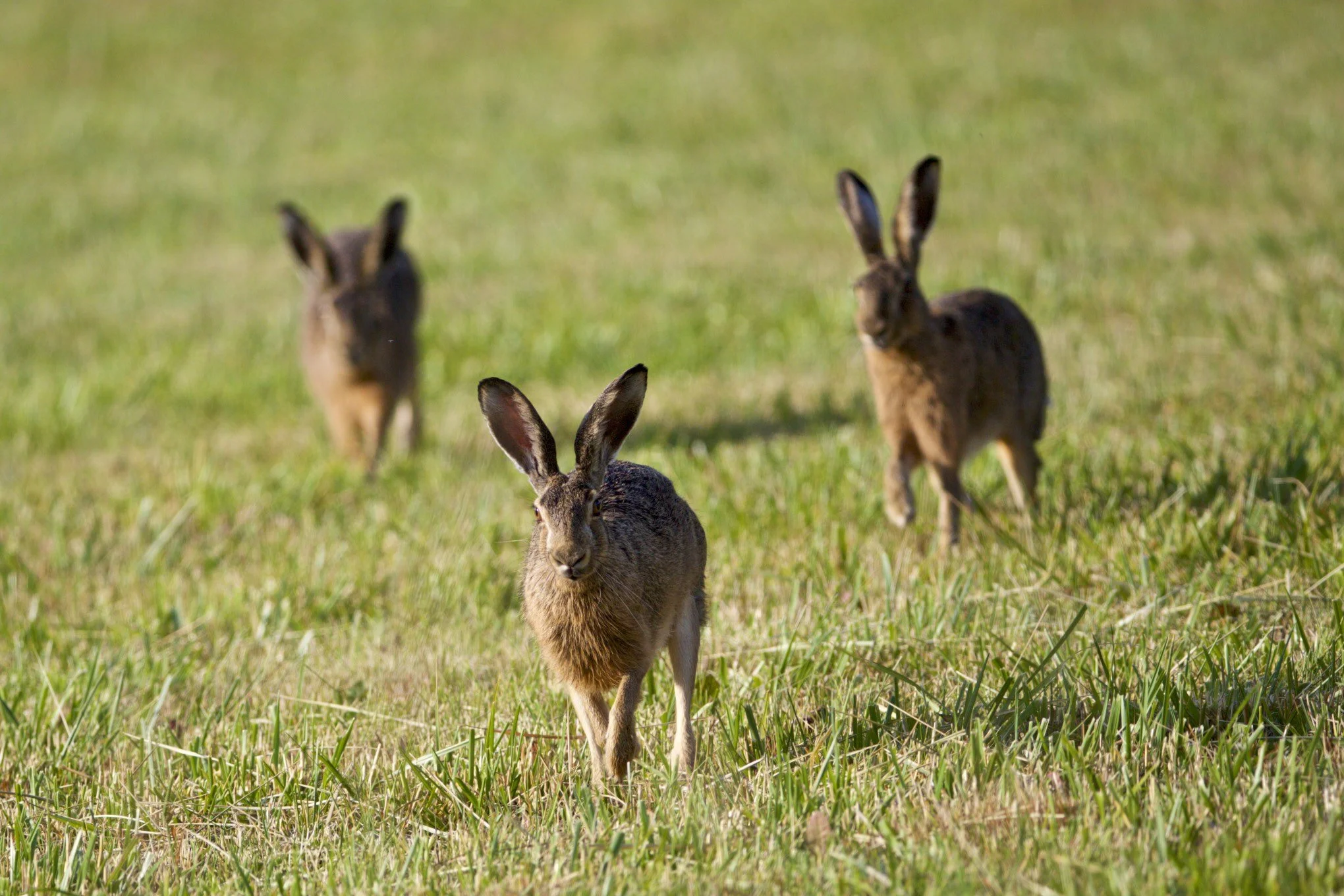 Lièvre d’Europe (Lepus europaeus)