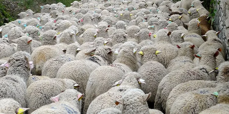 First-Transhumance-Provence-750x375.jpg