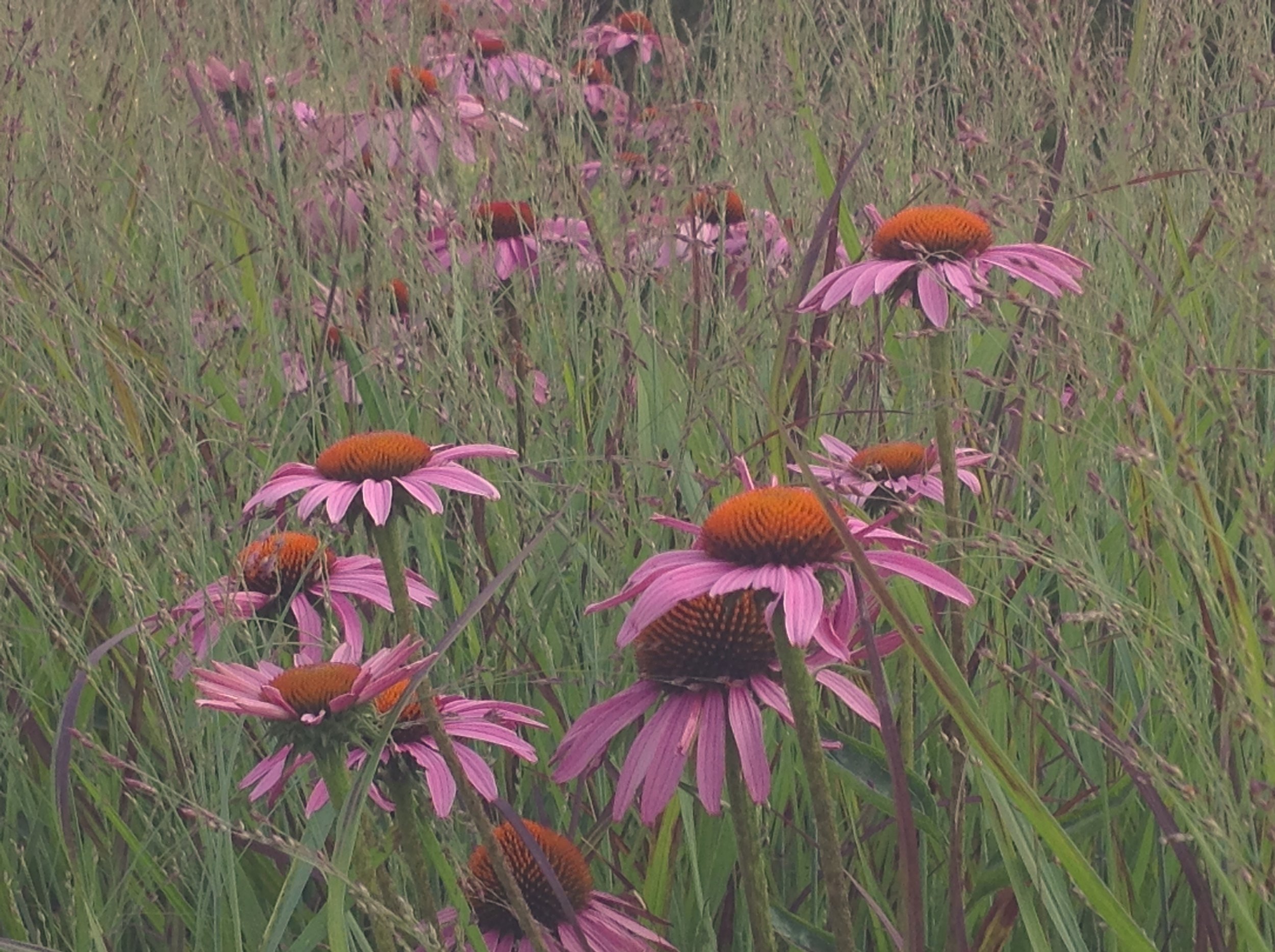 Lurie Garden, Millennium Park, Chicago