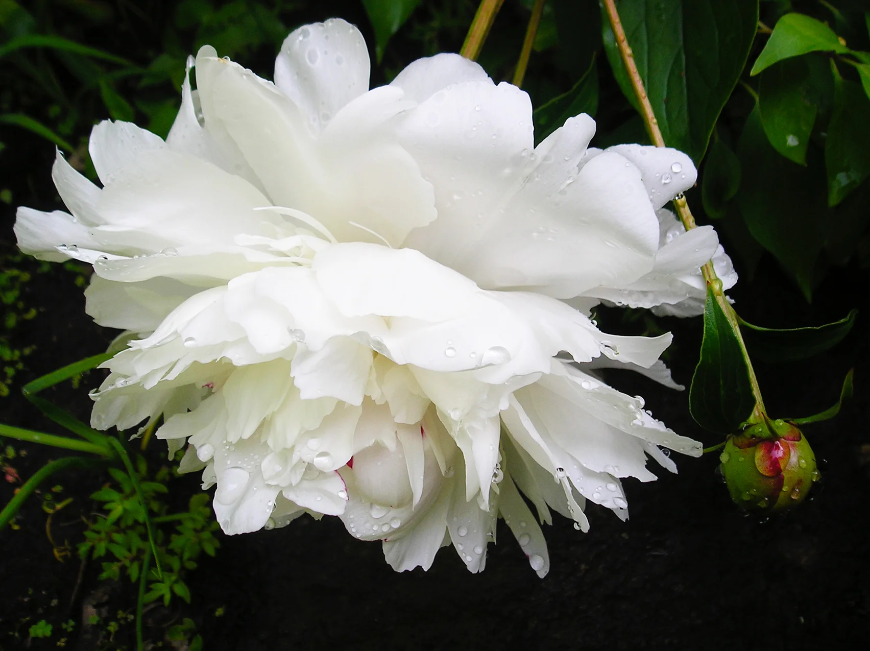 Peonies in Bloom, Jens Jensen's Ravinia Residence, Highland Park, IL