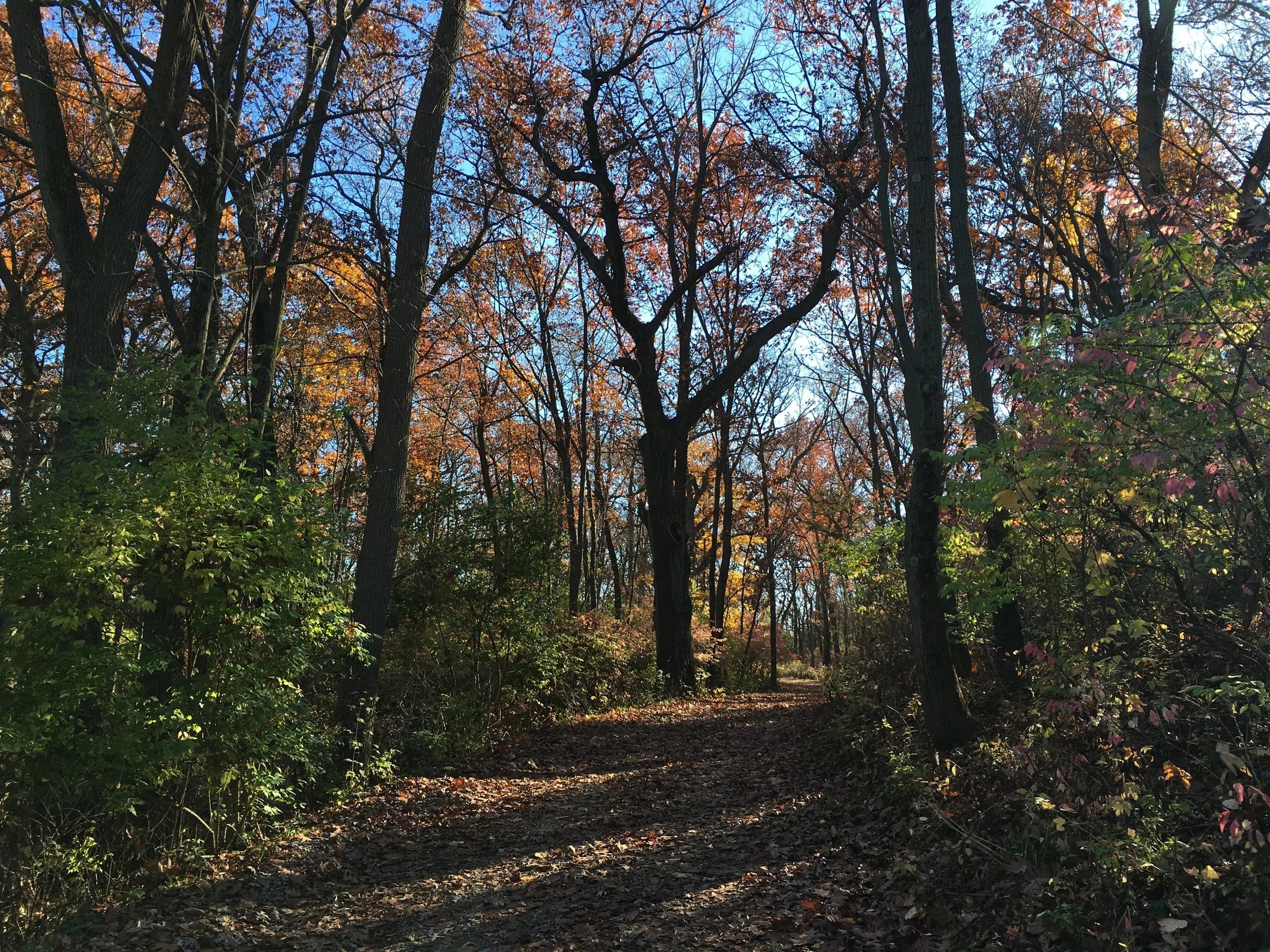 Illinois Forest Trail