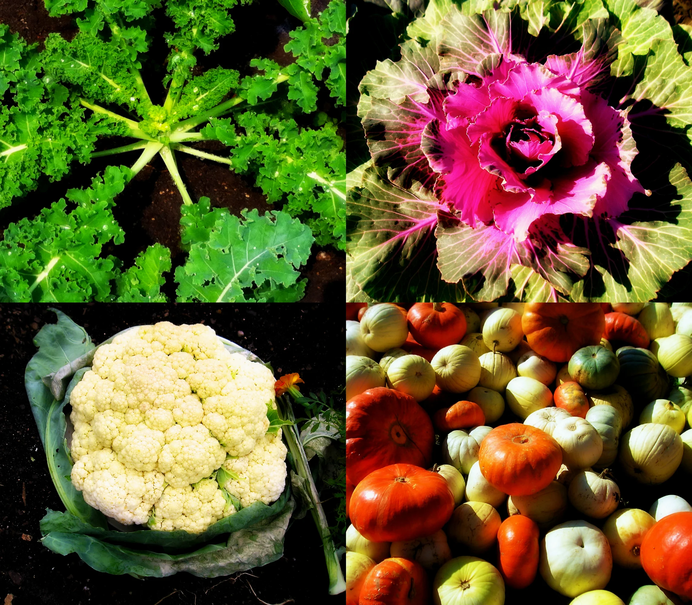 Harvest Dreams - Harvest Medley