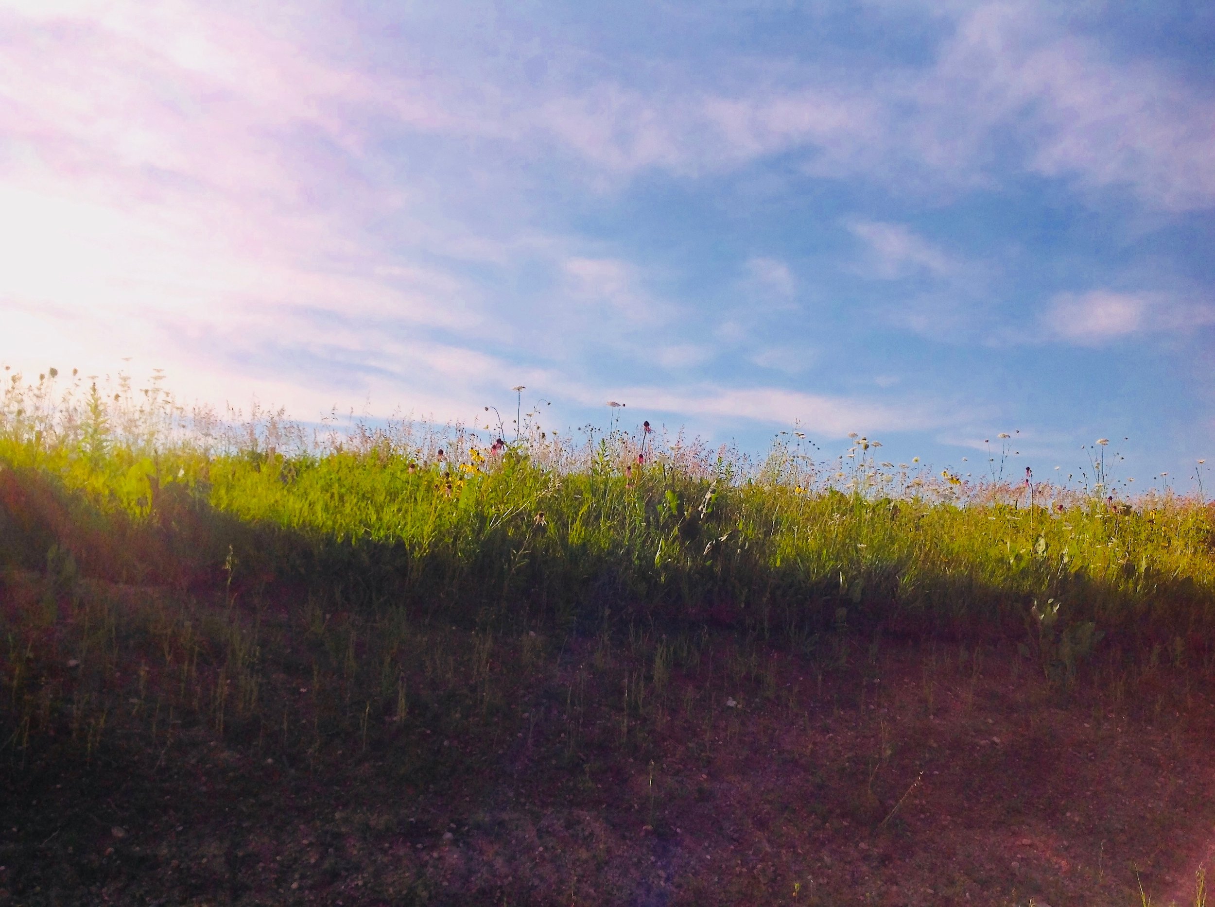 Illinois Roadside Prairie Wildflowers