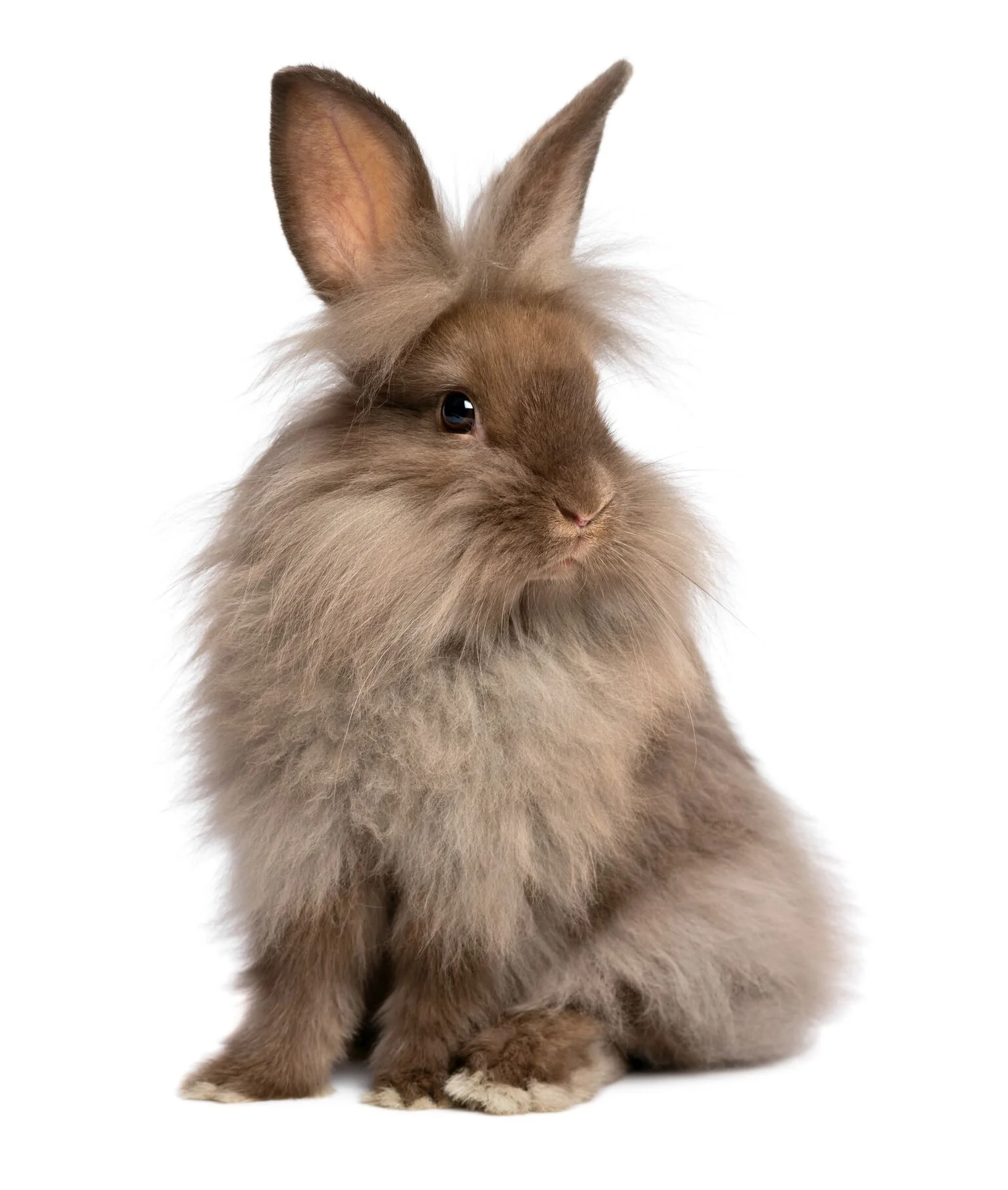 Young lionhead rabbit