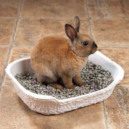 Young rabbit learning how to use his litterbox