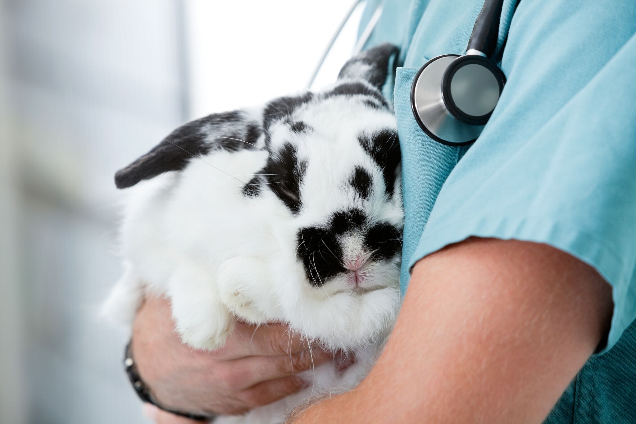 bunny vet care