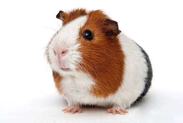 live guinea pigs for sale