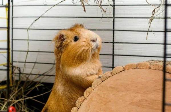 Guinea pig smiling in his cage