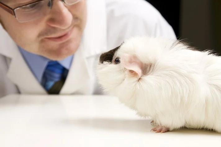 Guinea pig at the vet in Grand Rapids