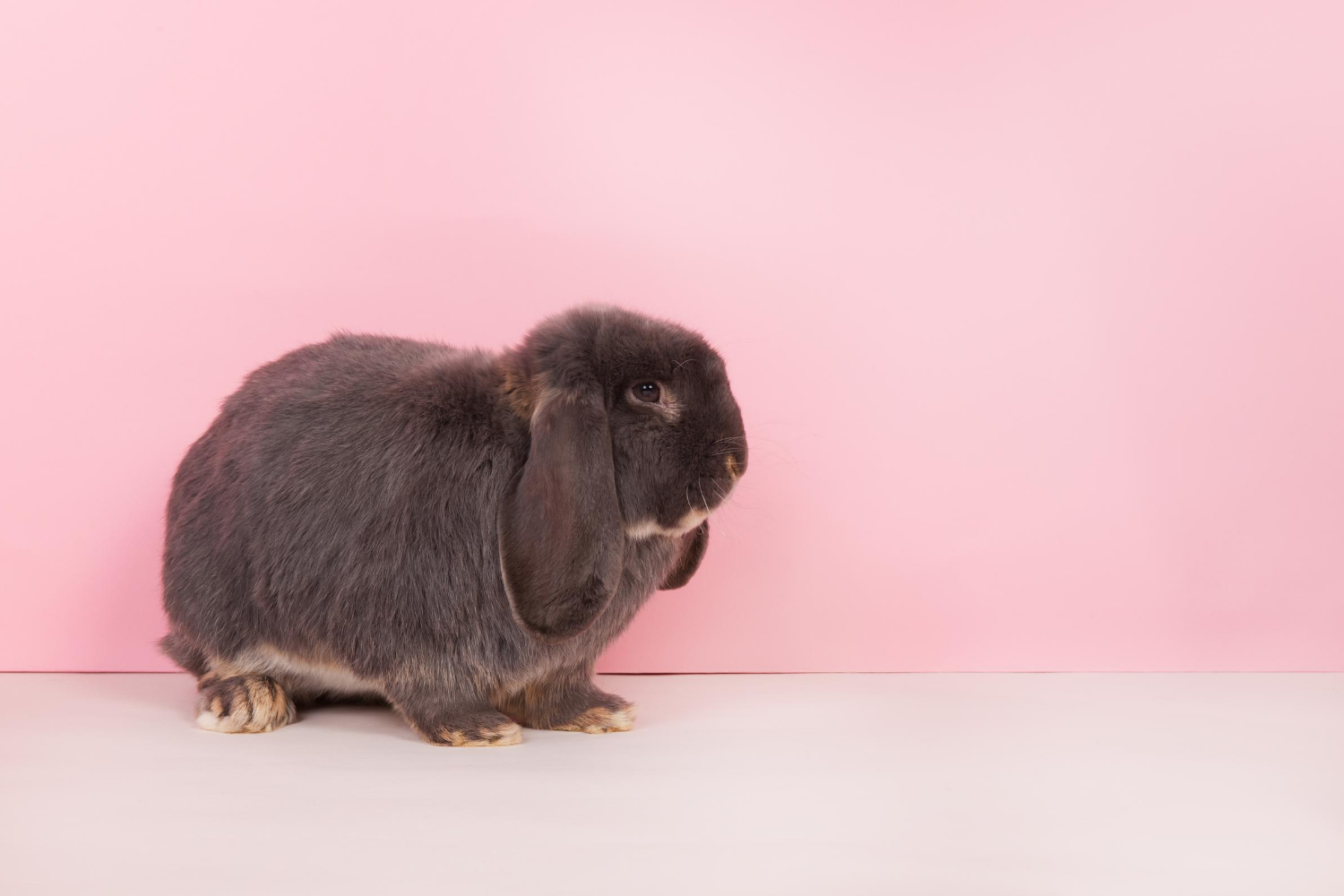 West Michigan Critter Haven | Home