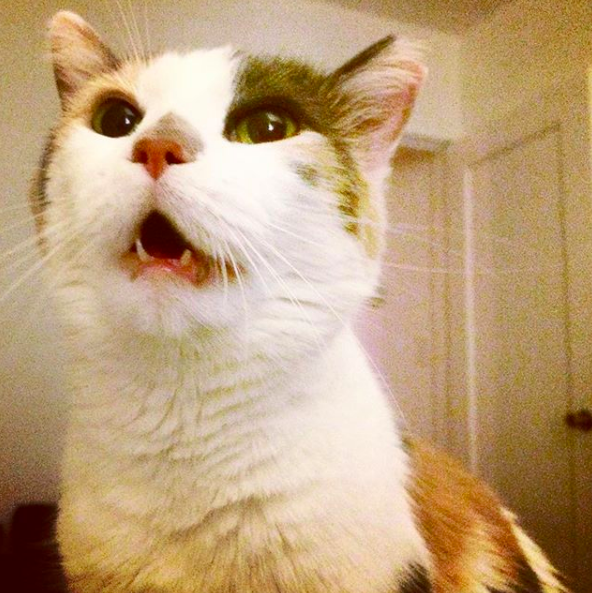 Me and Caroline Picard left our hook hands stuck to the top of your car because we wanted an excuse to call you, DOGZPLOT