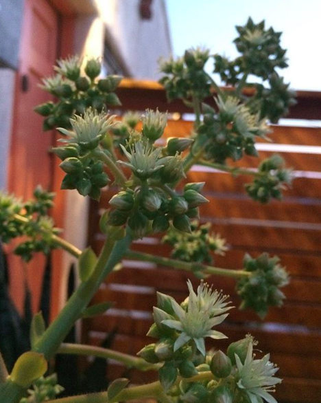 When Me and Theodore Look at the Sky, We Pray for Rain, STORYGLOSSIA