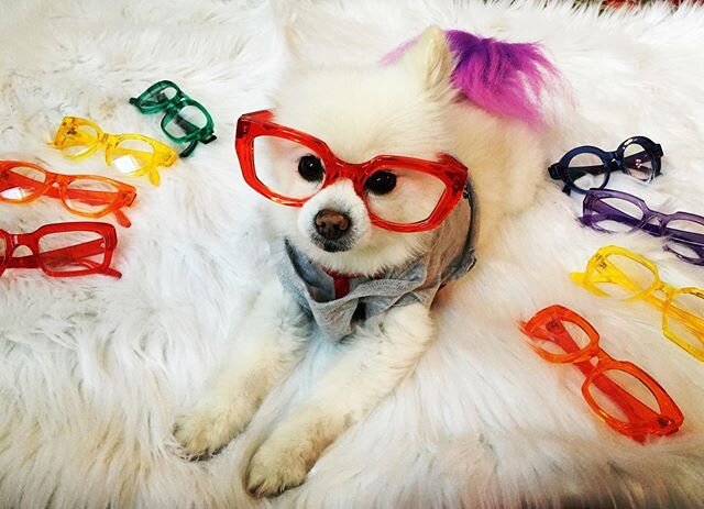 We love you every month, every day, every hour #happypride ❤️🧡💛💚💙💜 .
.
.
.
.
.
#pomeranian #cutedogs #smalldog #dogs #dog #doglovers #pomeraniansofinstagram #loveanimals #lovepomeranian #pompom #justpomeranians #fluffy #bestdogever #pomlove #bes