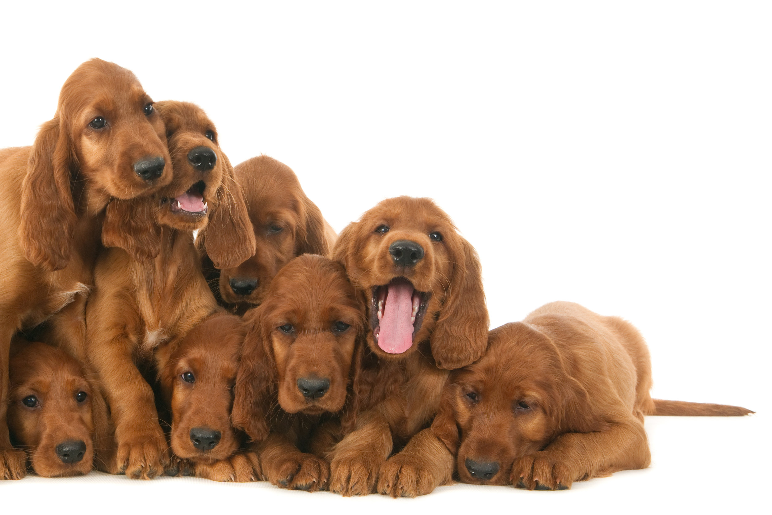 shutterstock_305883302.jpg