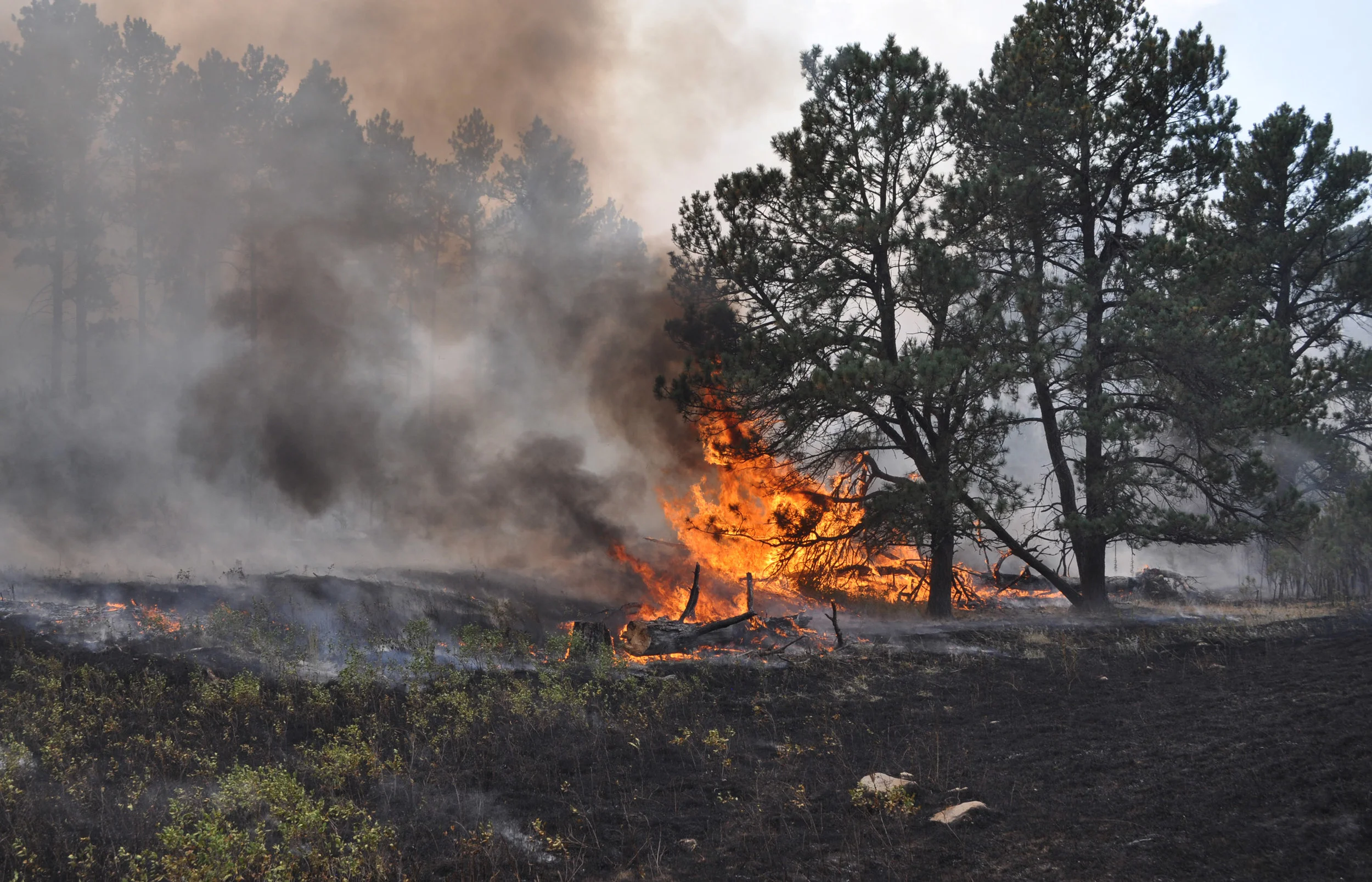 03-Burning-Bush.jpg