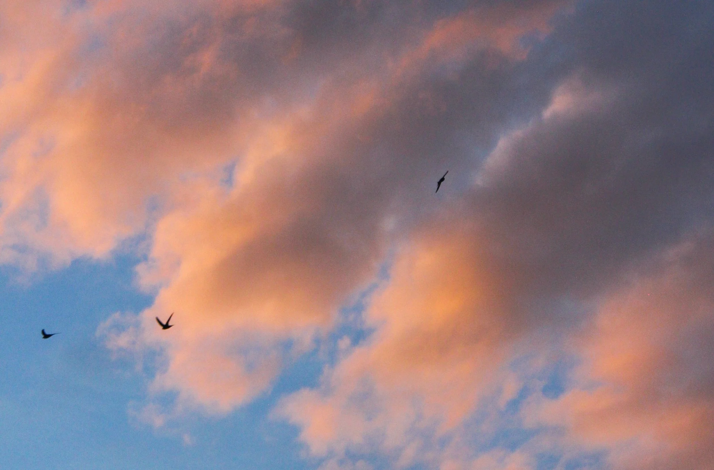 Updrafting - The Art of Hitching a Free Ride