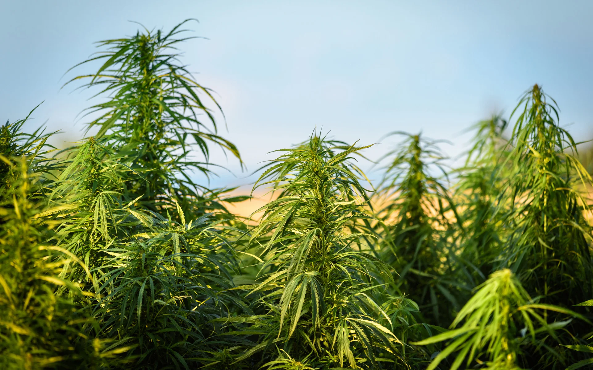 right-to-farm-cannabis.jpg