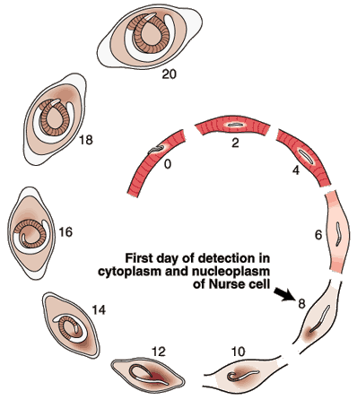 Secretion of Tyvelosylated Proteins