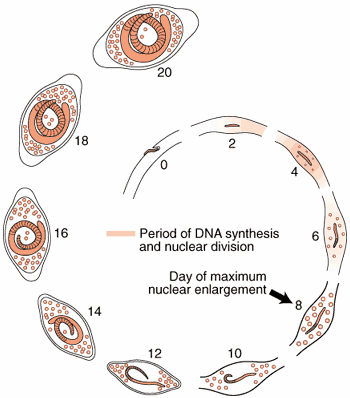 DNA Synthesis and Nuclear Enlargement