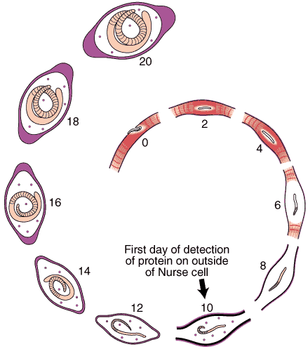 Collagen Type IV Synthesis