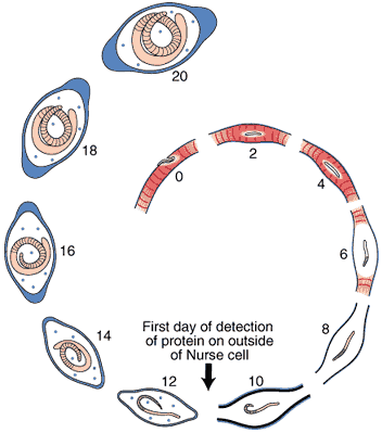 Collagen Type VI Synthesis