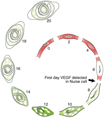 Induction of VEGF